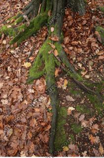 Photo Textures of Roots